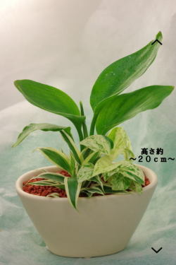 ミニ観葉植物寄せ植え