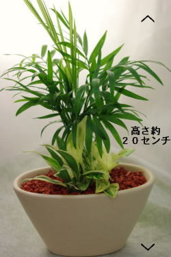 ミニ観葉植物寄せ植えテーブルヤシ
