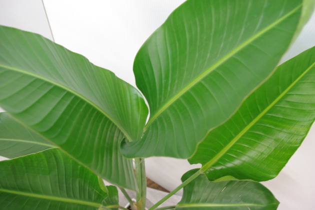 すべての美しい花の画像 綺麗な観葉 植物 横浜